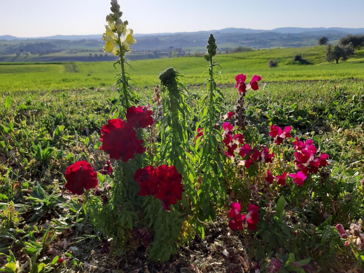 Вилла Agriturismo Uliveto Gretacci Монтемерано Экстерьер фото